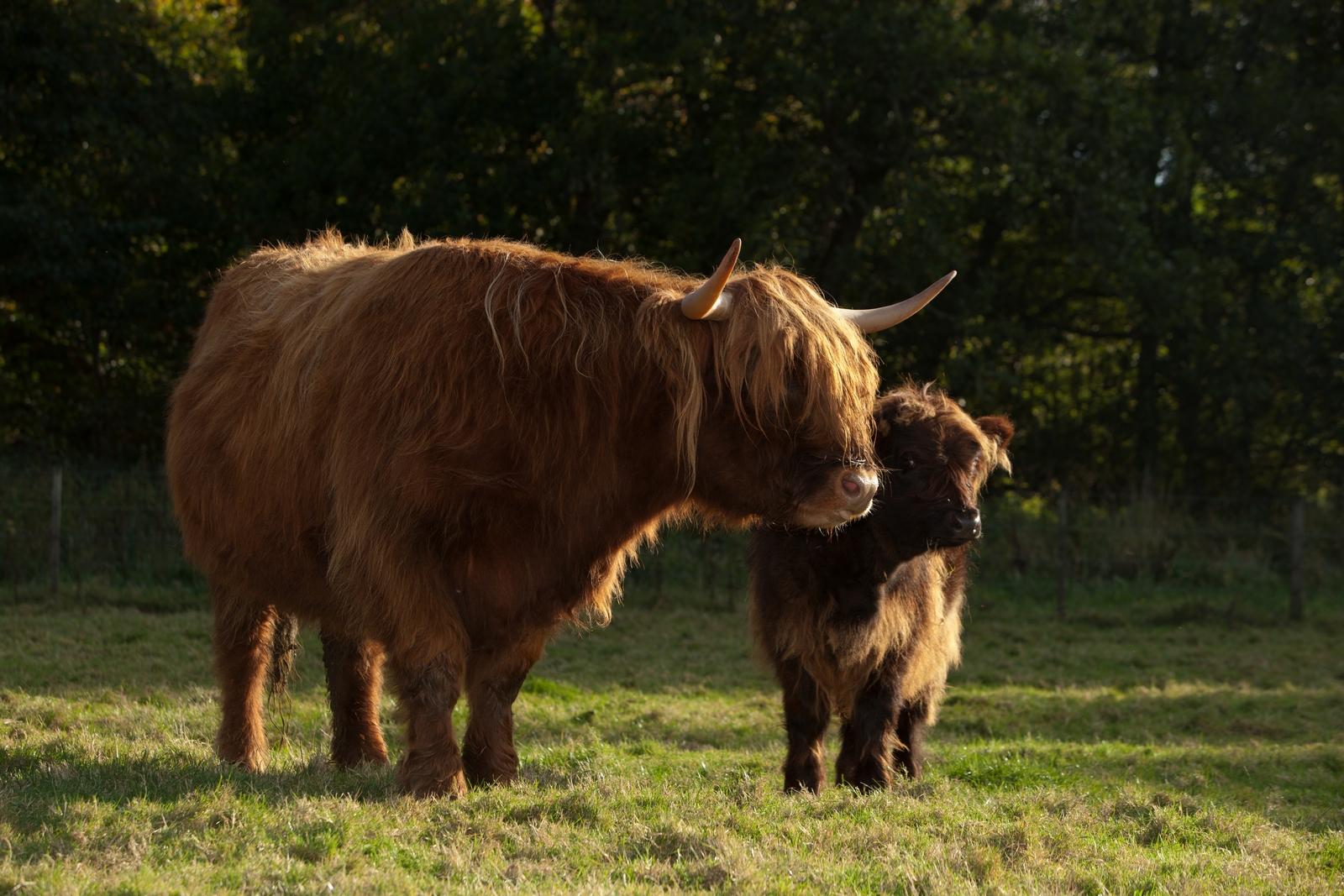 Highland cattle