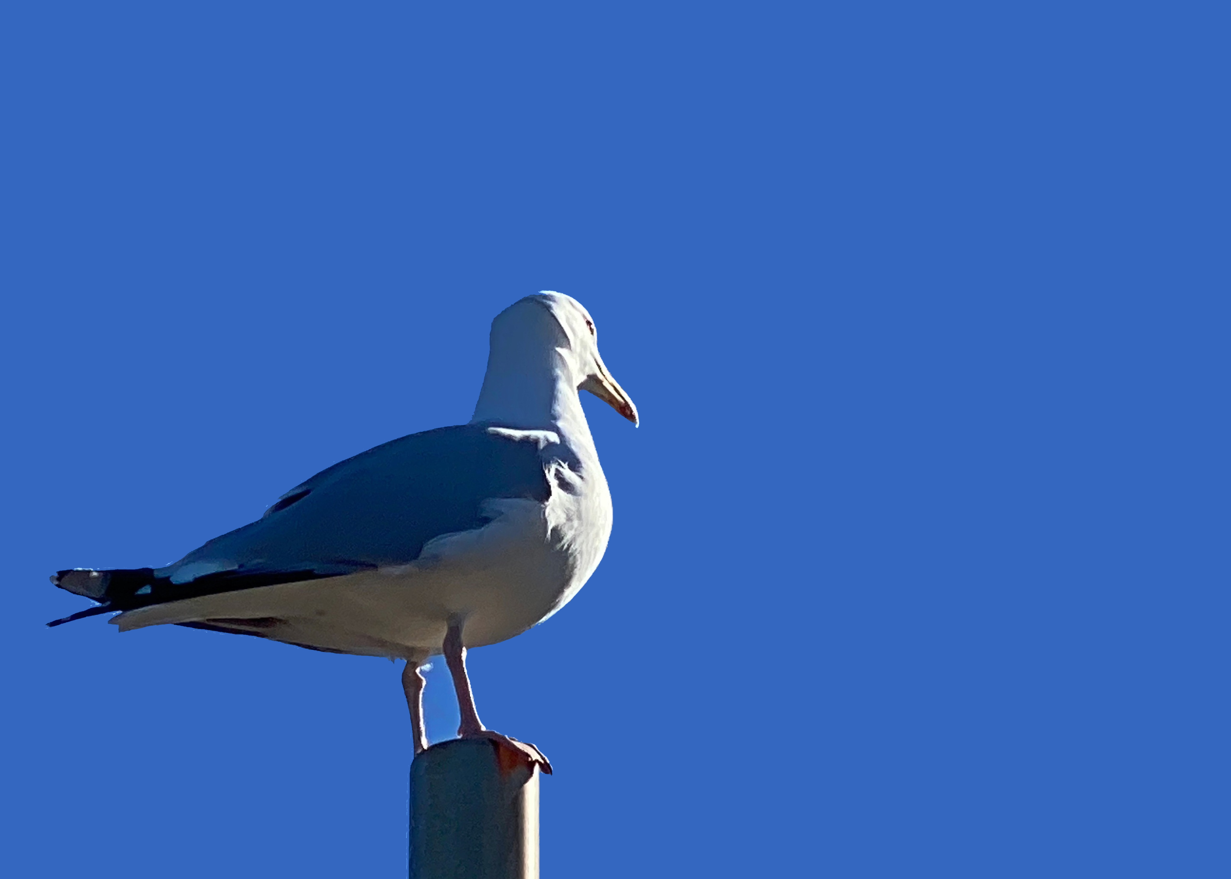Seagull on post -before