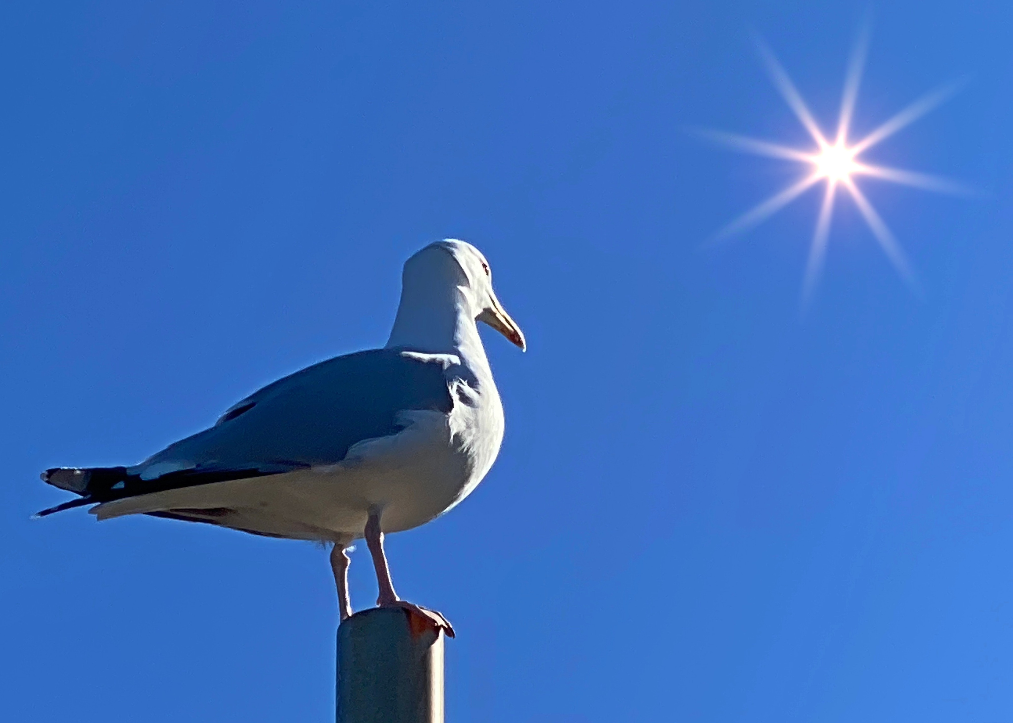 Seagull on post -after