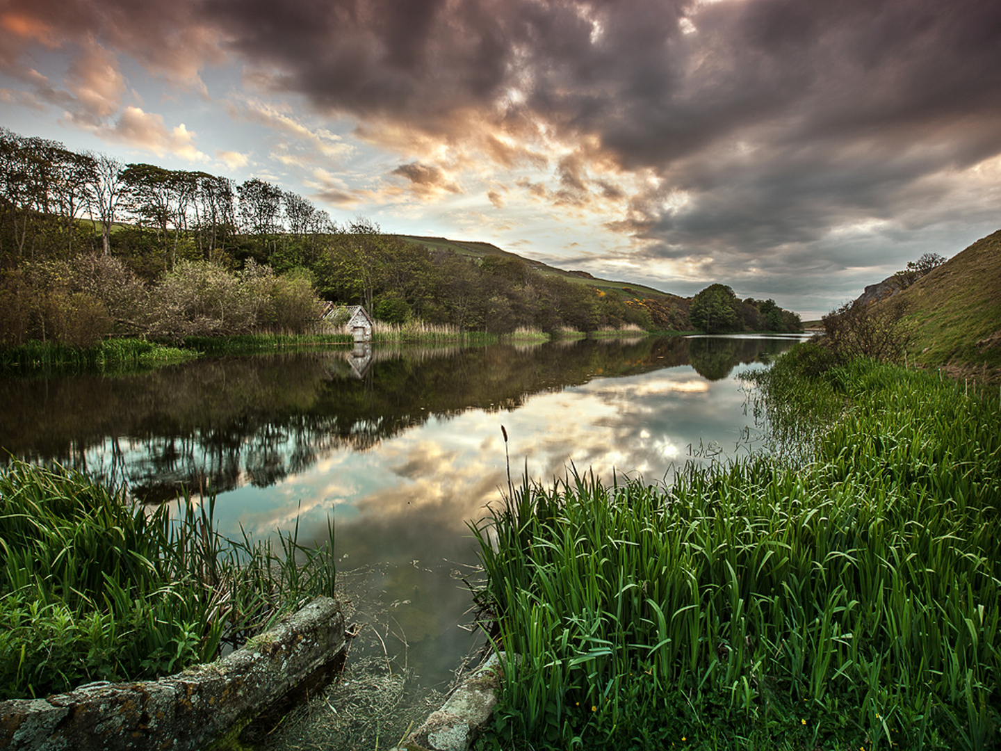 Sheep in extreme cold conditions