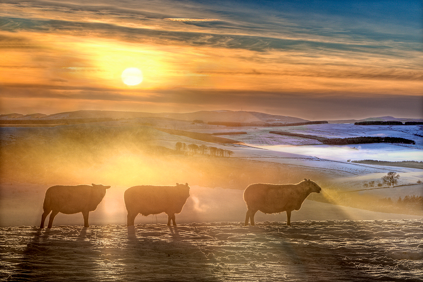 sheep, atmosphere, impact, mood