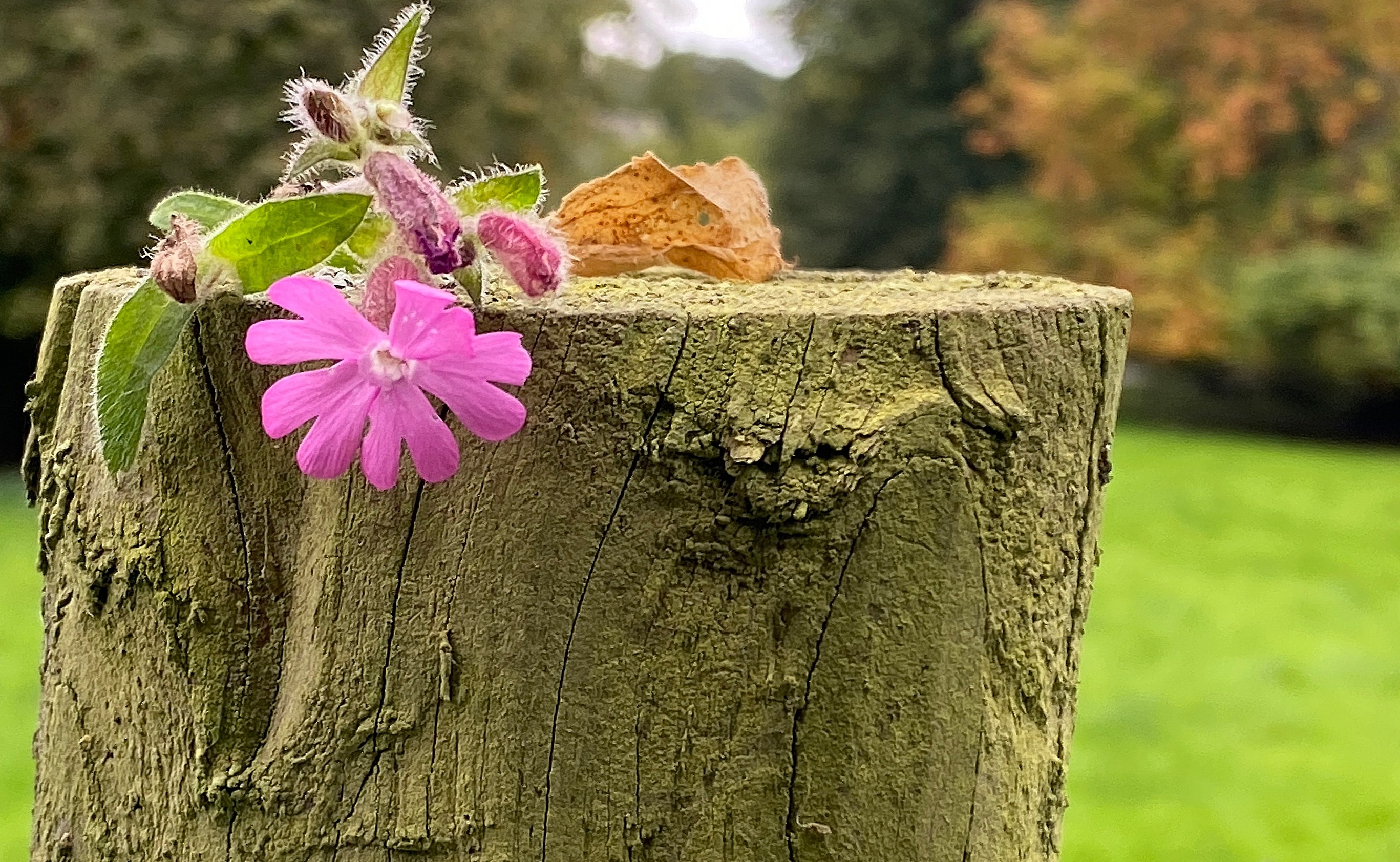 Field of view example