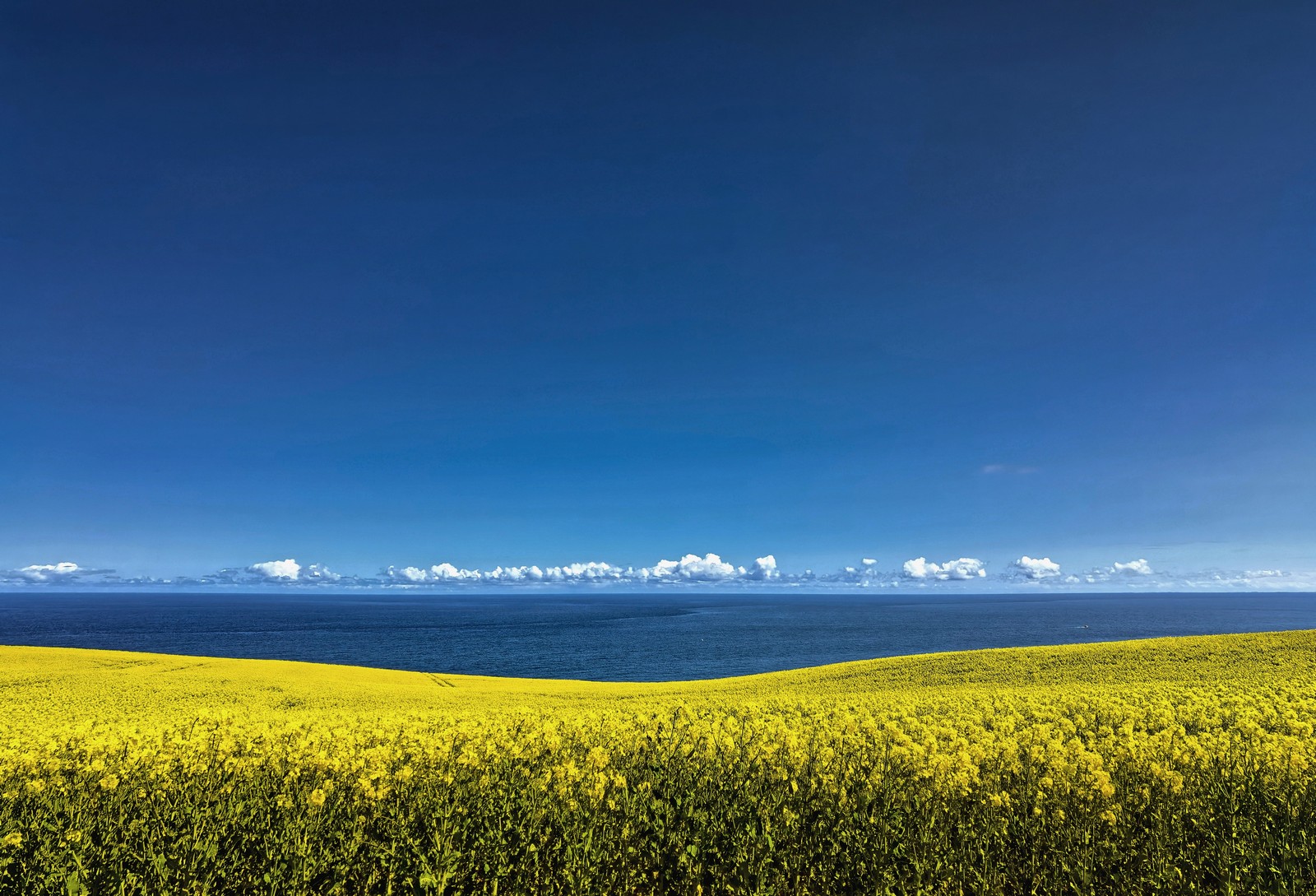 Rape seed and sky near Burnmouth