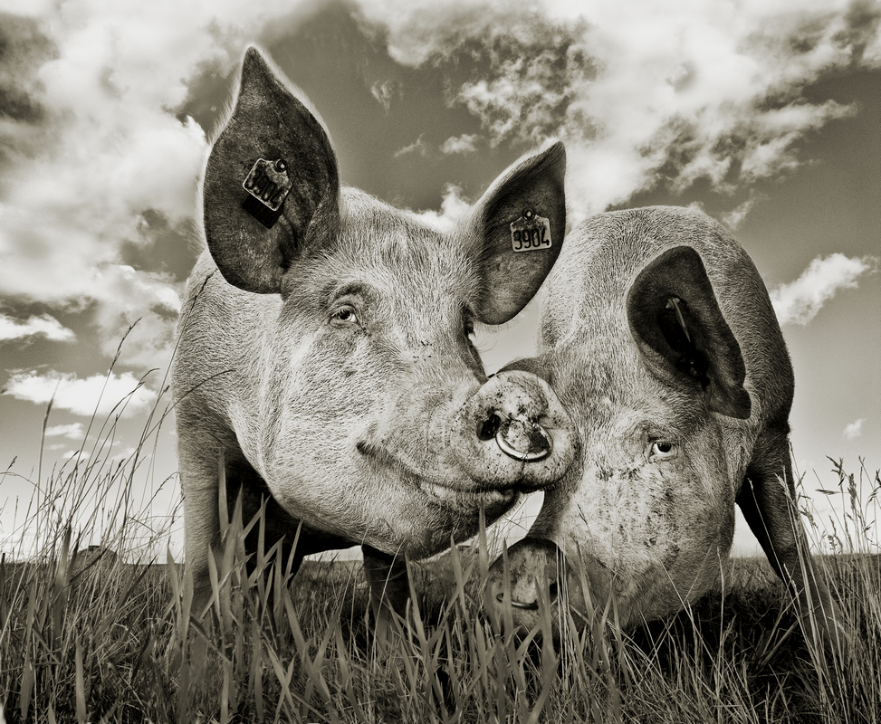 pigs taken under fence